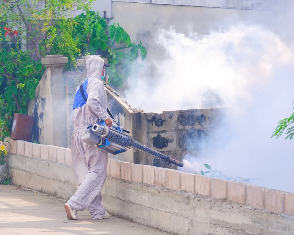 Consejos para prevenir ratas después de una fumigación con técnicos especializados de Insectalia. Consejos para prevenir ratas después de una fumigación necesarios para mantener limpieza y no traerlas de regreso.