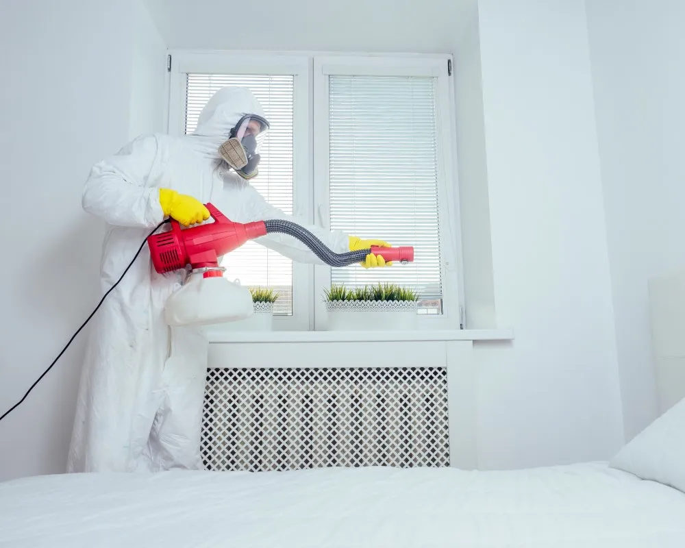 Cuánto cuesta fumigar una casa al contratar un servicio por profesionales como Insectalia. Cuánto cuesta fumigar una casa en cada parte para dejar áreas libres de plagas y mantener espacios limpios y seguros.