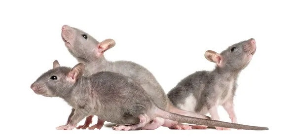 Fotografía clara de una plaga de ratas en el hogar ilustrando cómo exterminar plaga de ratas con soluciones profesionales rápidas.