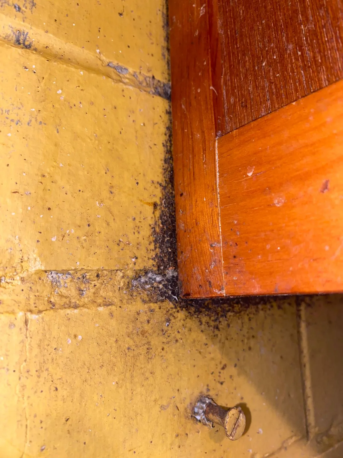 Representación visual sobre cuánto cuesta una fumigación de chinches con atención profesional y soluciones rápidas contra infestaciones domésticas.