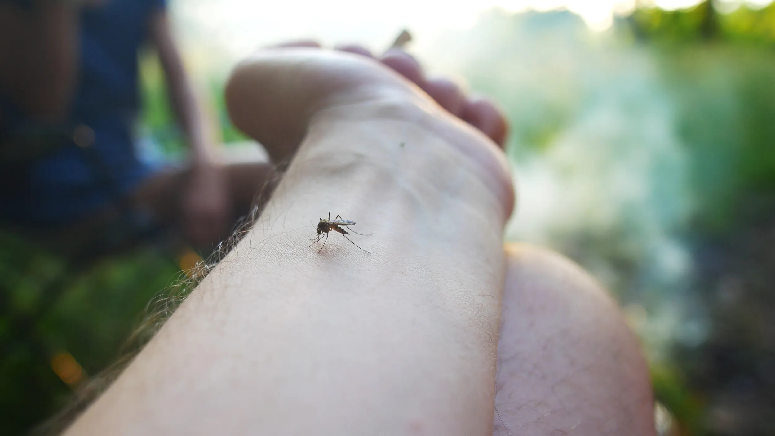 Mosquito sobre el brazo de una persona, mostrando el riesgo de una plaga de mosquitos para la salud.
