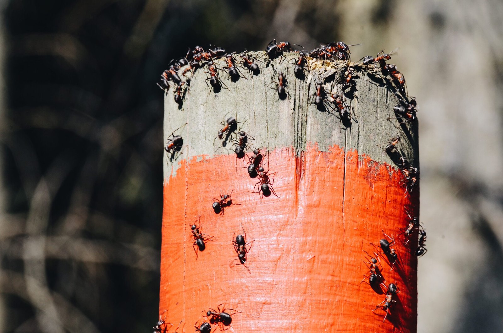 Imagen de hormigas que pueden ser controladas mediante una fumigación de hormigas profesional.
