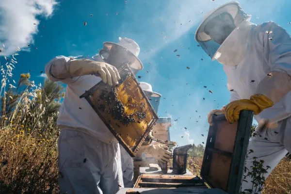 Imagen de dos especialistas reubicando un panal como alternativa profesional a la fumigación de abejas para preservar la colonia.
