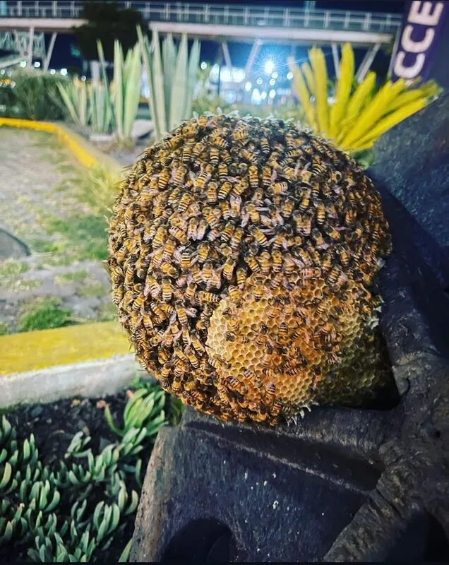 Profesional realizando fumigación de arañas con aspersión sobre muebles de madera donde suelen esconderse diversas especies.