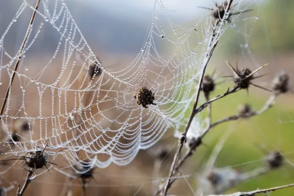 Imagen de una telaraña, resaltando la importancia de realizar fumigación de arañas en áreas críticas del hogar.