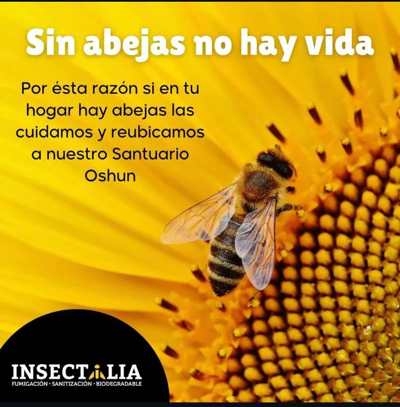 Nido de termitas dentro de madera, las cuales serán fumigadas mediante una fumigación de termitas para evitar riesgos.