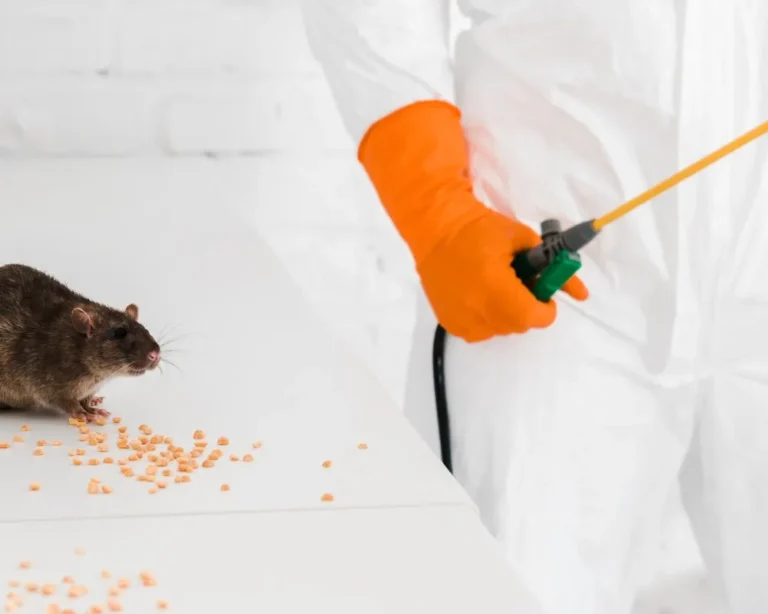 Consejos-para-prevenir-ratas-despues-de-una-fumigacion-para-mantener-espacios-libres-de-plagas