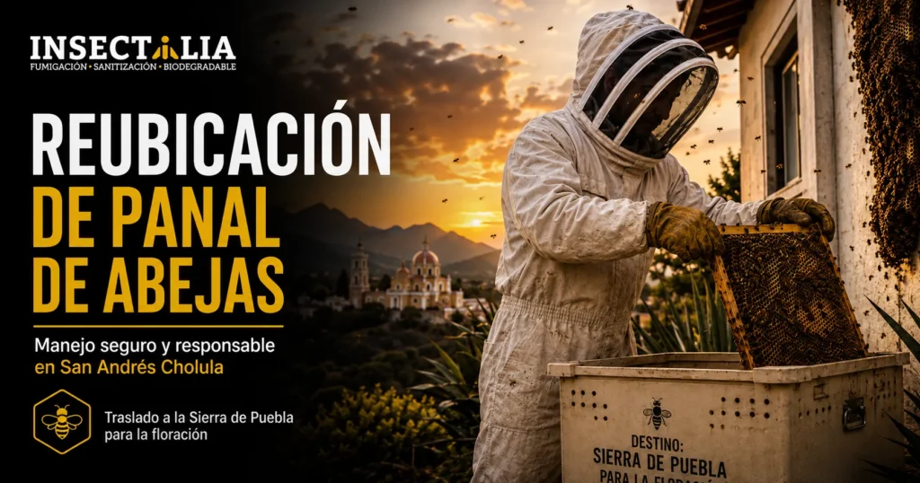 Reubicación de panal de abejas en San Andrés Cholula realizada por personal profesional