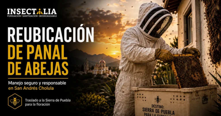 Reubicación de panal de abejas en San Andrés Cholula realizada por personal profesional