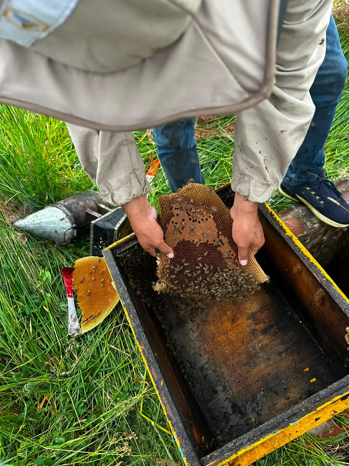 Reubicación de panal de abejas en San Andrés Cholula realizada por personal profesional