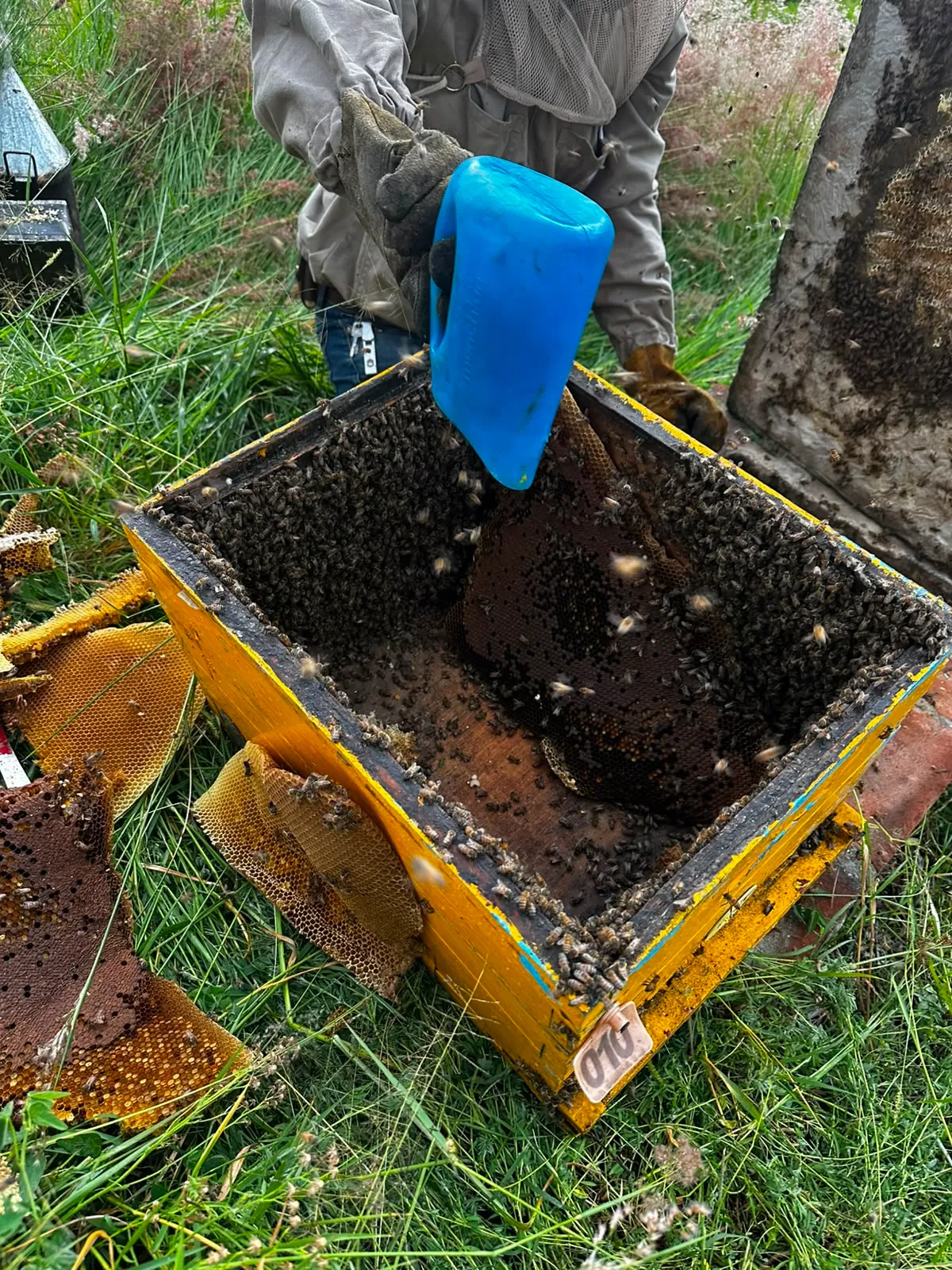 Proceso de reubicación responsable de abejas para proteger personas y medio ambiente