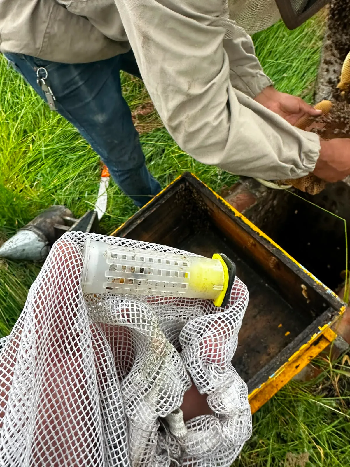 Resultado final de la reubicación de panal de abejas realizada de forma segura y profesional