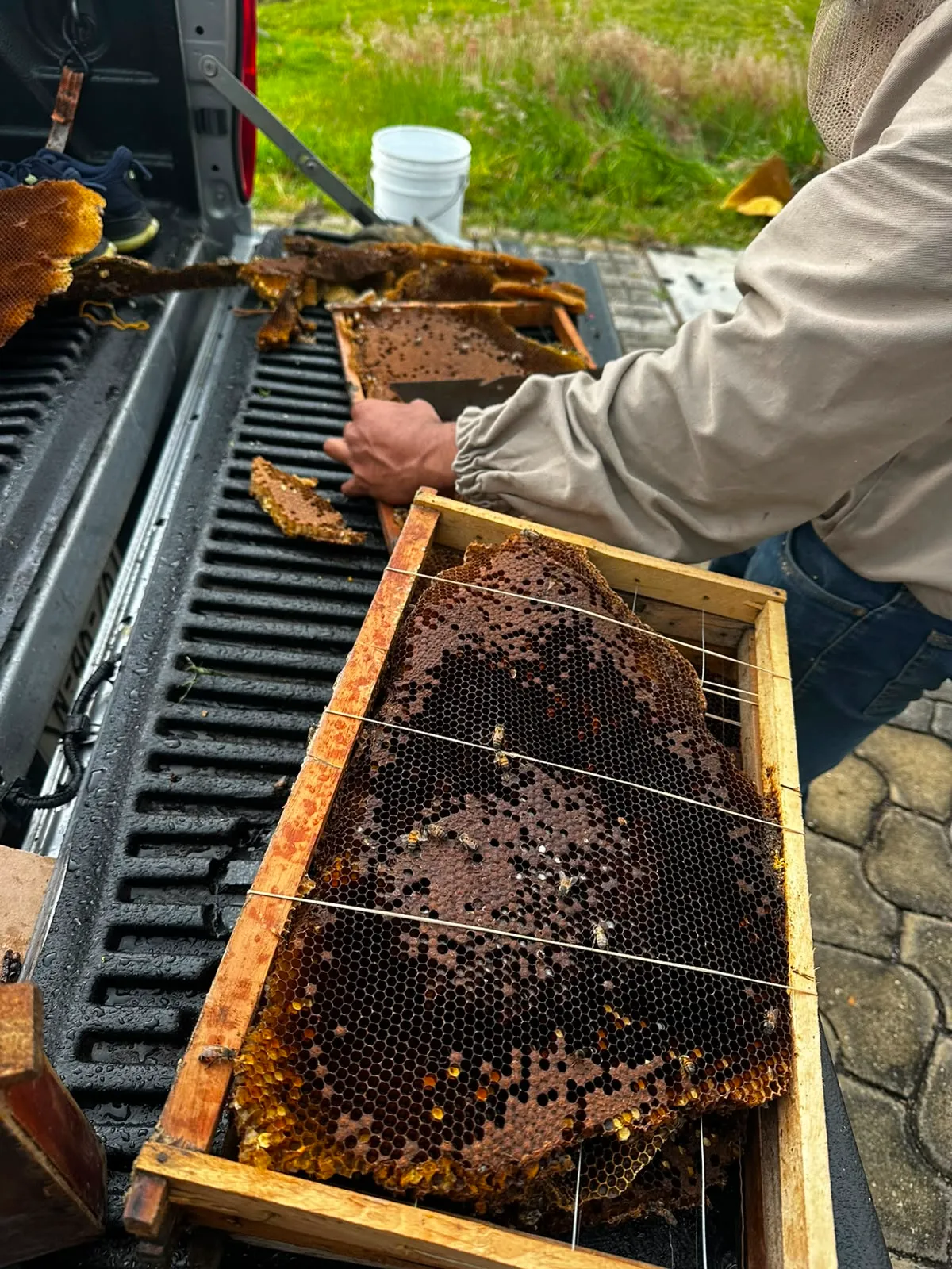 Personal especializado revisando un panal de abejas antes de su reubicación segura