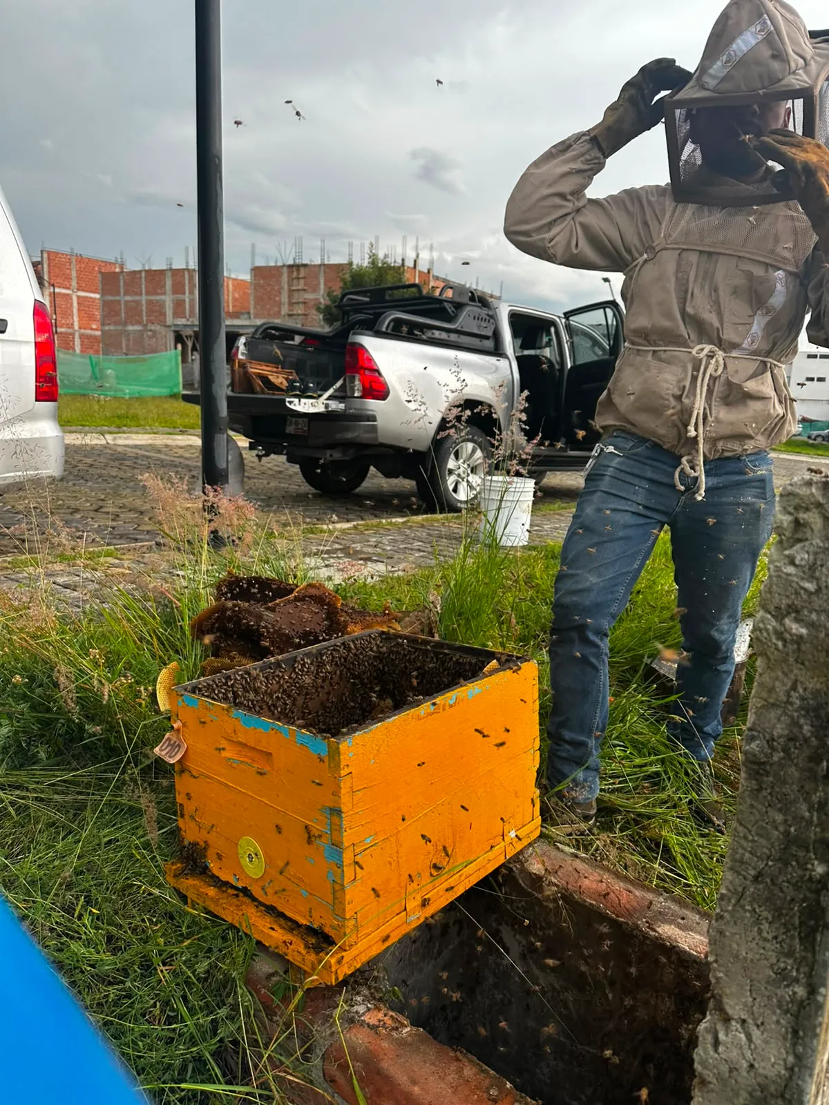 Proceso profesional de retiro de panal de abejas con equipo de protección