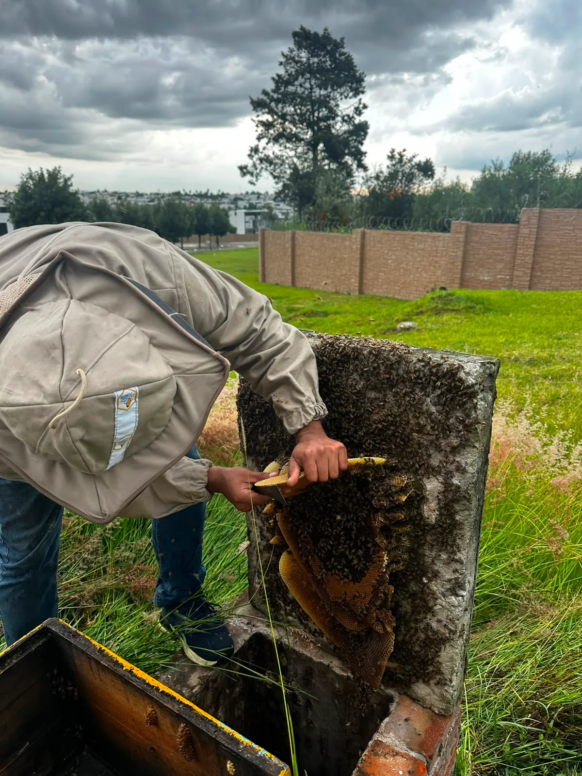 Manejo cuidadoso de panal de abejas para evitar daños a la colonia