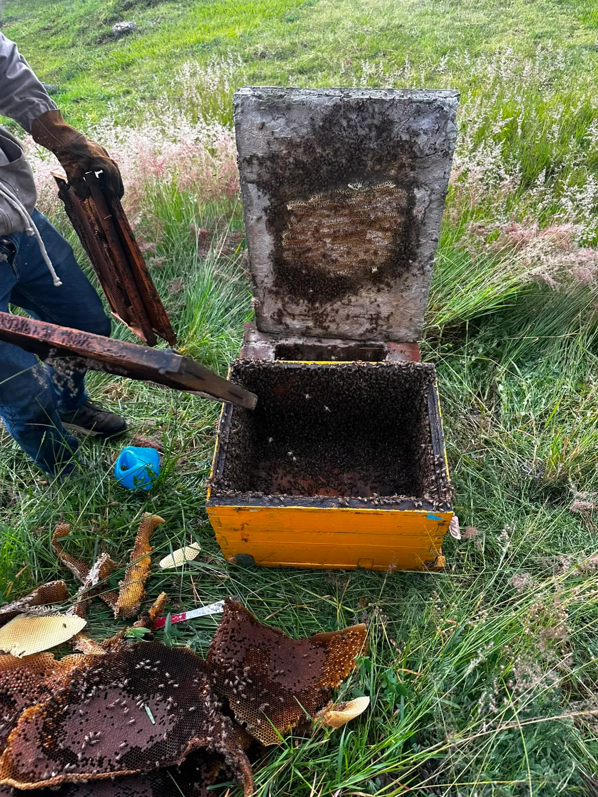 Traslado seguro de panal de abejas para reubicación en la Sierra de Puebla