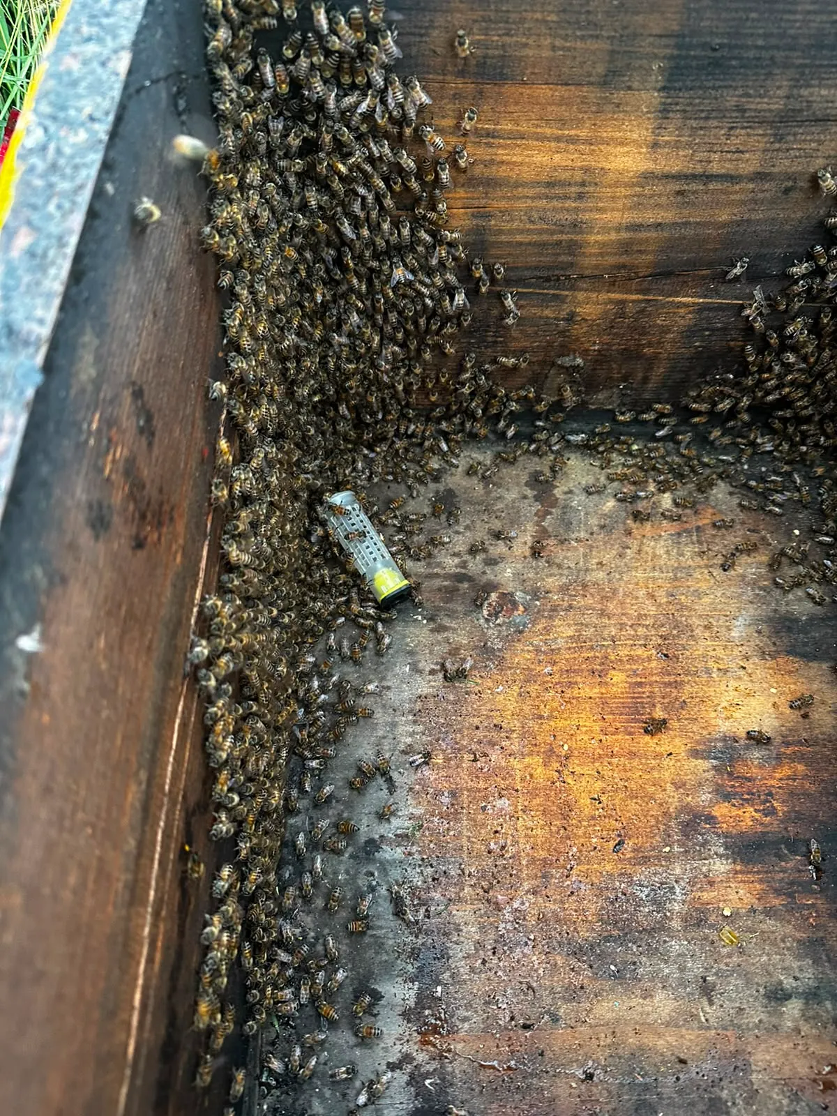 Panal de abejas preparado para ser trasladado a un entorno natural con floración
