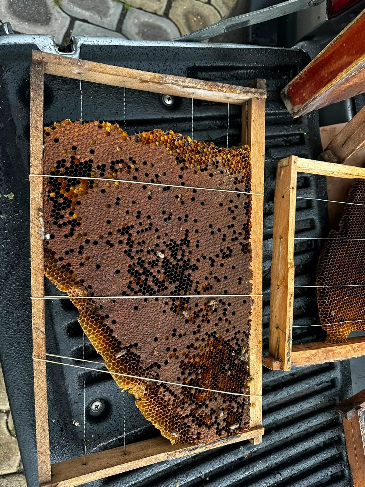 Reubicación de abejas hacia la Sierra de Puebla para conservar la colonia